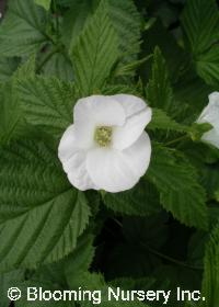 Rhodotypos scandens